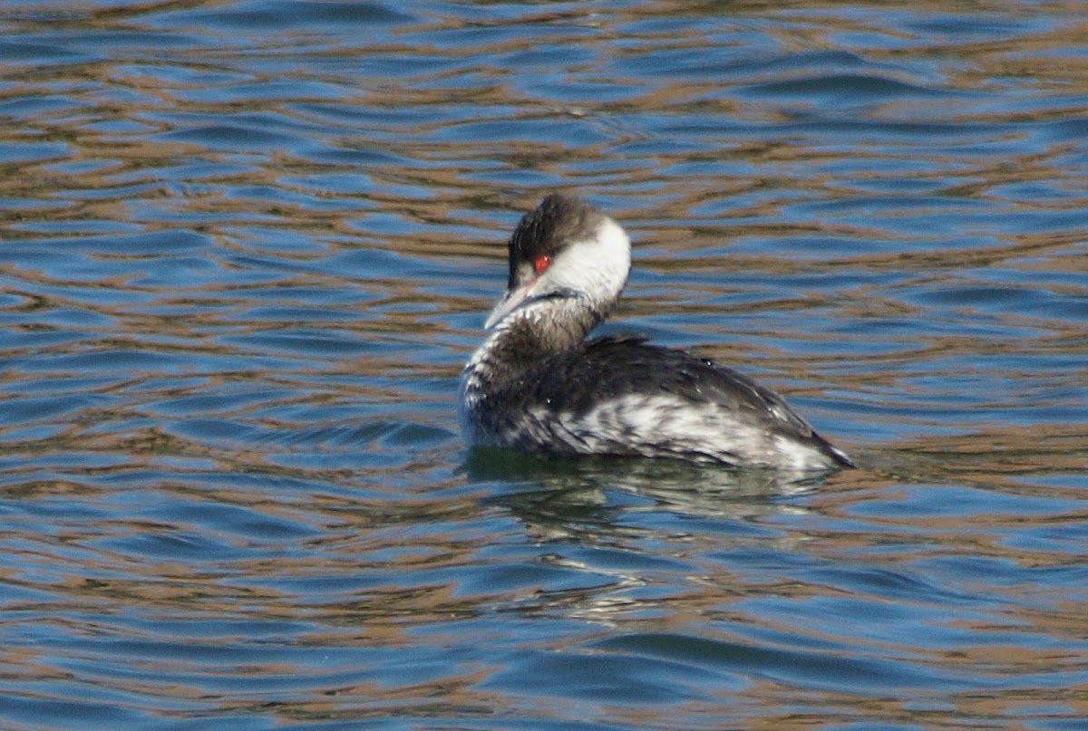 Horned Grebe