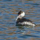 Horned Grebe