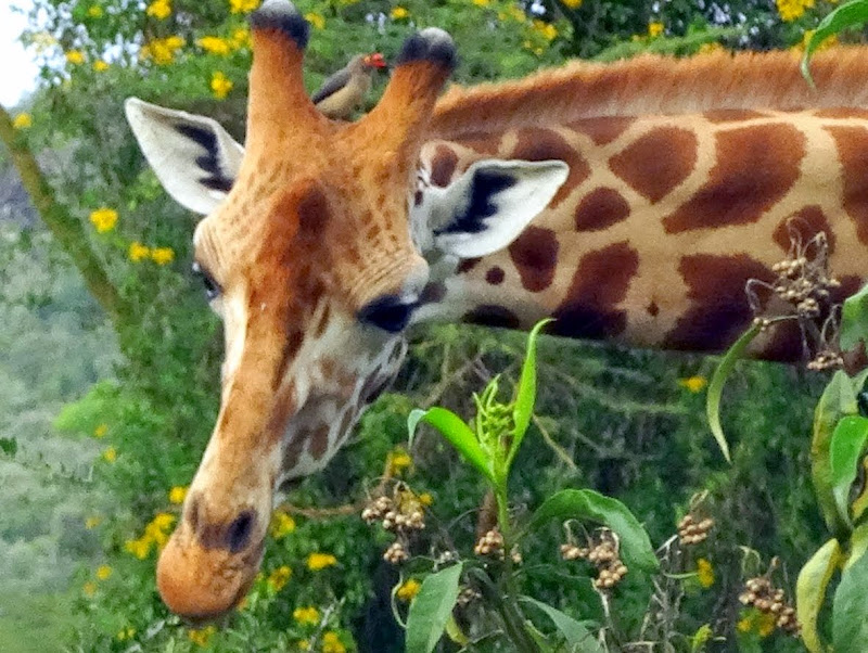 Заметки о животных. Путешествие по Кении и Танзании.