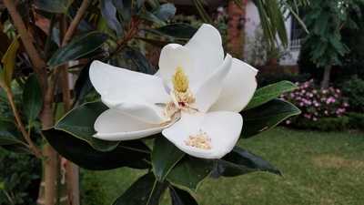 how to fertilize magnolia tree-magnolia flower