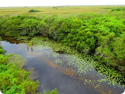 Everglades