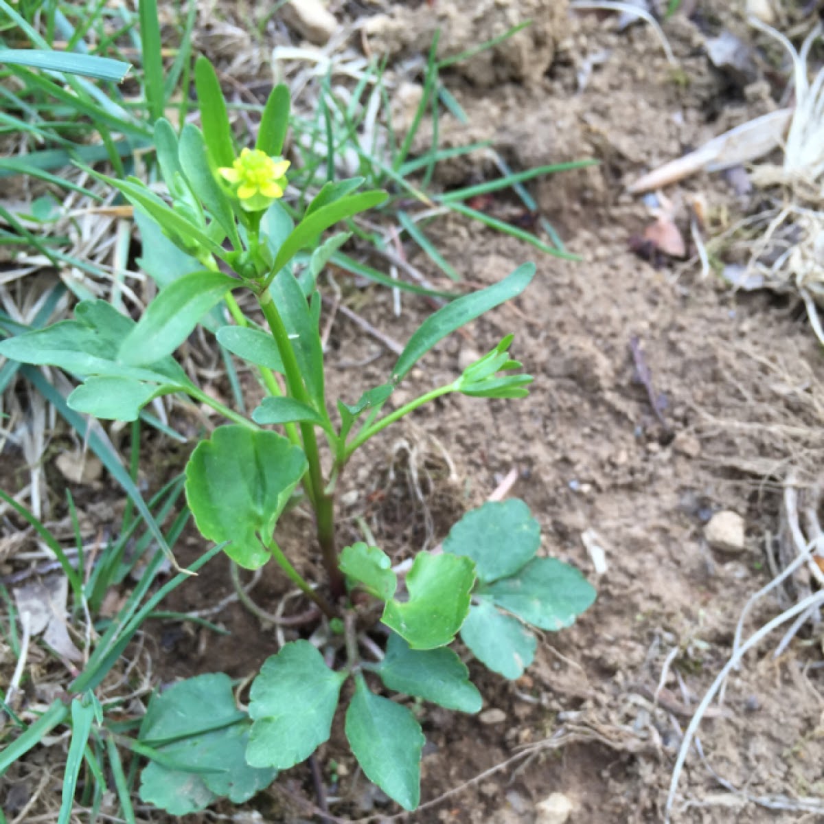 Small-Flowered Buttercup