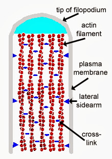 microscler telangiocectasius i varicoza intradermica)