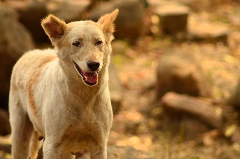 Perplexed! by Sudipto Sarkar on Visioplanet