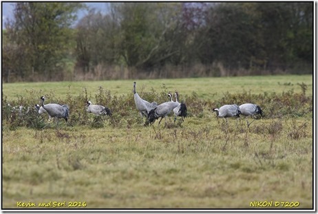 Slimbridge WWT - November