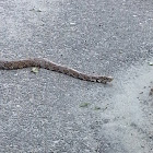 Eastern Milk Snake