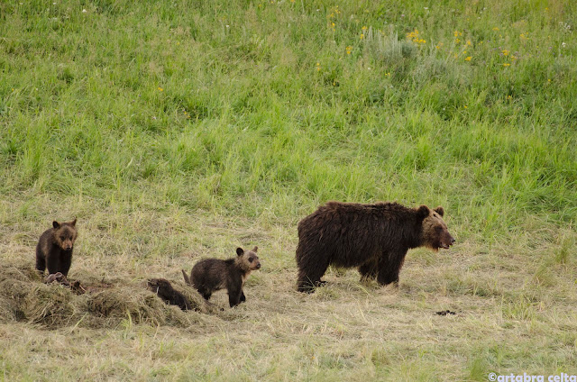 YELLOWSTONE con los 5 sentidos - OESTE DE EEUU 2015. UN MES POR LOS PARQUES NATURALES DE 6 ESTADOS (TERMINADO!!) (1)