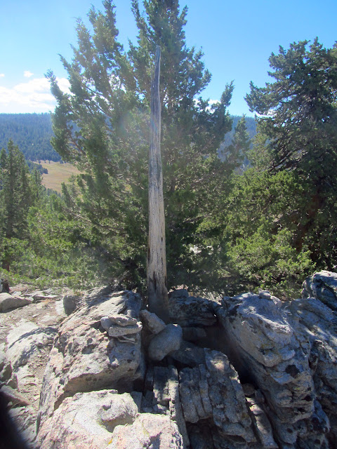 large wood piece set into the rocks