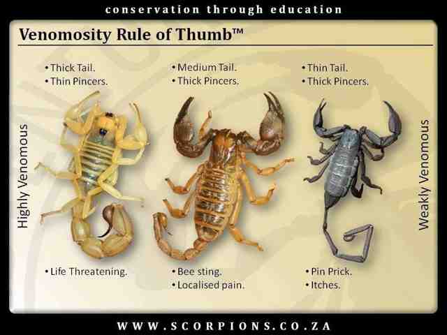 Scorpion Chart