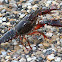 Texas "Red Swamp" Crayfish