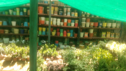 Kaumudi Nursery, 110058, Block A 5C, Possangipur, Janakpuri, New Delhi, Delhi 110058, India, Wholesale_Plant_Nursery, state UP