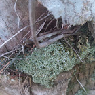 Silvergreen Byrum Moss