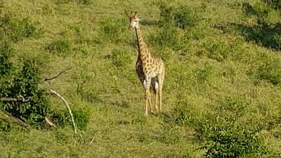 Photos of Hluhluwe/Imfolozi