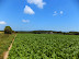 Bacton wood in the distance