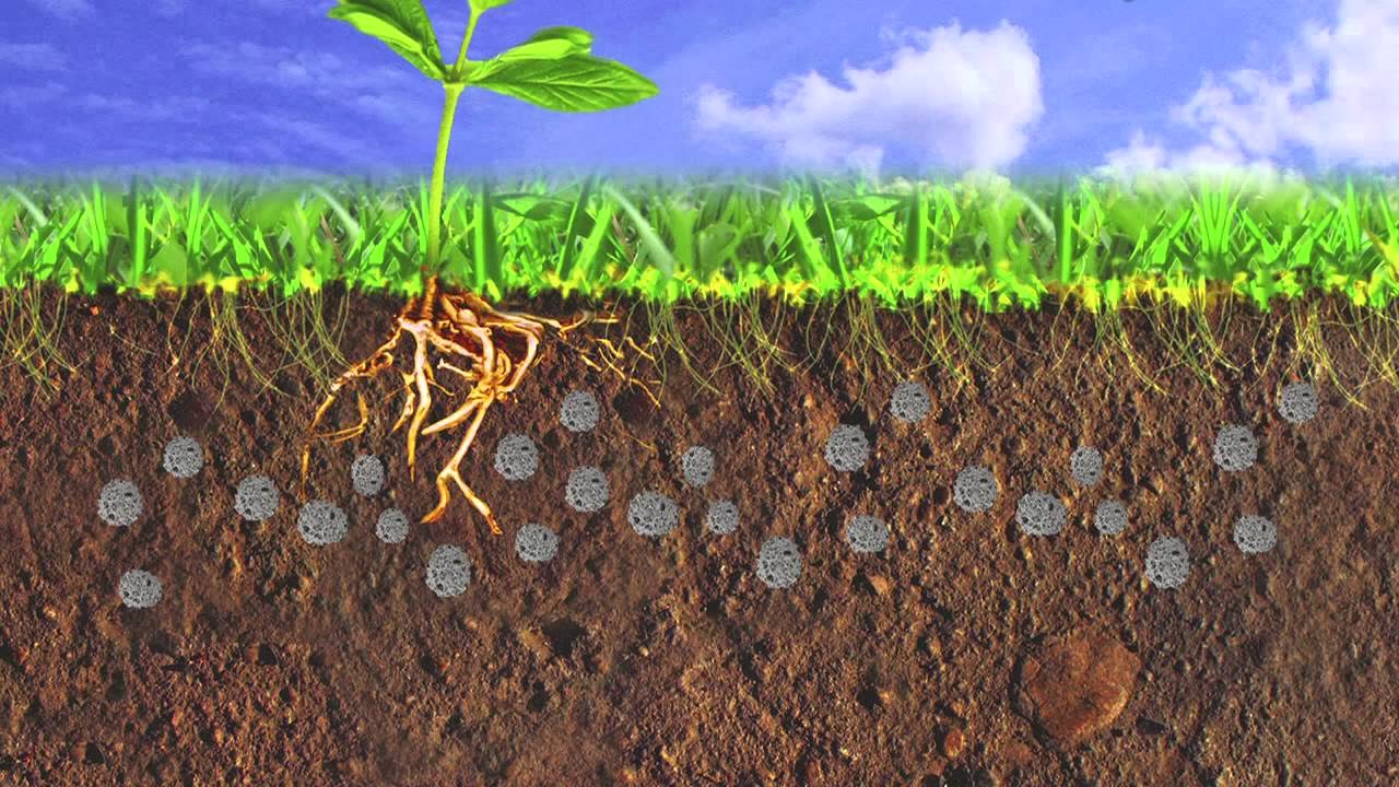 Biochar Application To Soil