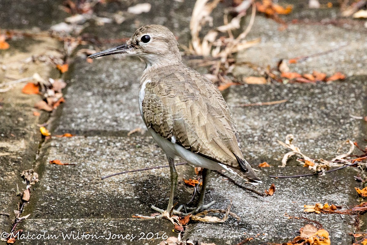 Common Sandpiper