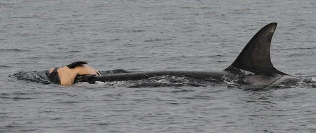 Biologists say orcas mourn the loss of newborns as any family would. On Wednesday, 25 July 2018, J35 was still carrying her dead calf for the second day straight. In 2010, L20, photographed in Haro Strait, did the same thing with her dead newborn in a behavior biologists say is a common expression of grief. Photo: Robin W. Baird / Cascadia Research Collective