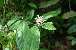 Kuala Langat North Forest Reserve (PS)