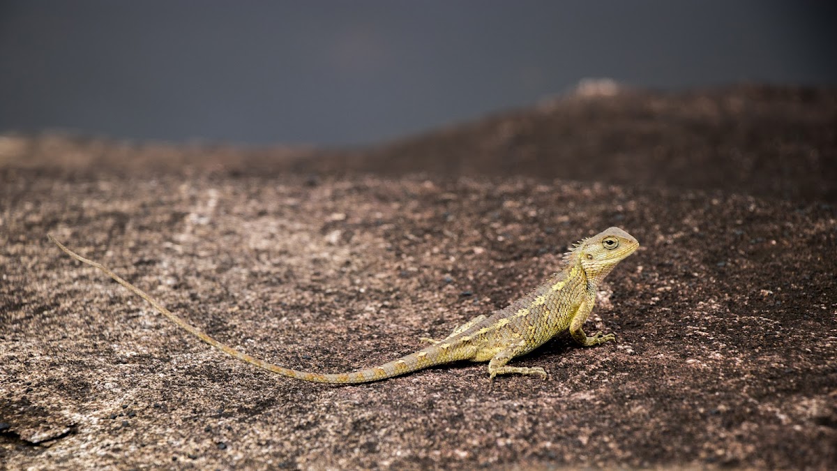 Oriental Garden Lizard or Changable Lizard