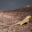 Oriental Garden Lizard or Changable Lizard