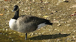 One of the local residents of Seneca Creek State Park near Gaithersburg, Maryland.