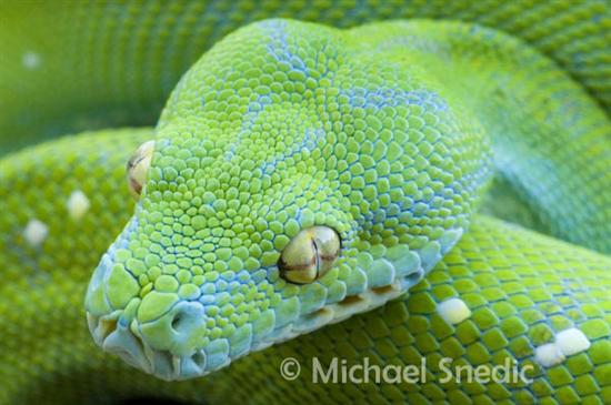 வனவிலங்குகளின் வியப்பூட்டும் கண்கள் (புகைப்படங்கள்)  Green_Tree_Python_web