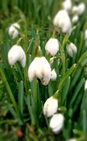 snowdrops