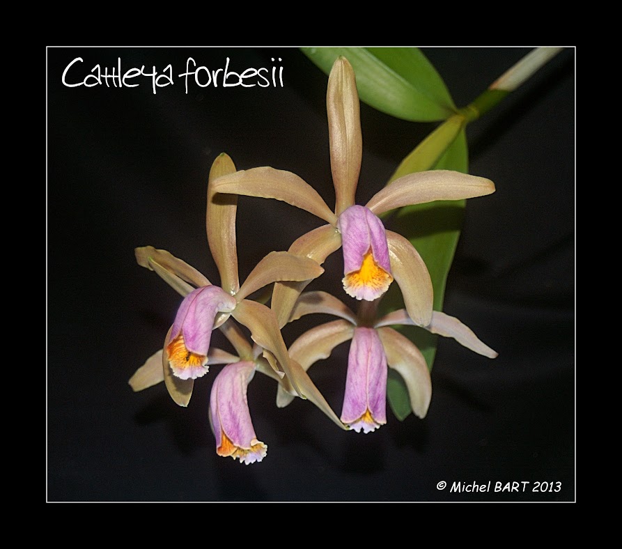 Cattleya forbesii Cattleya_forbesii