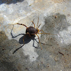 Harvestmen