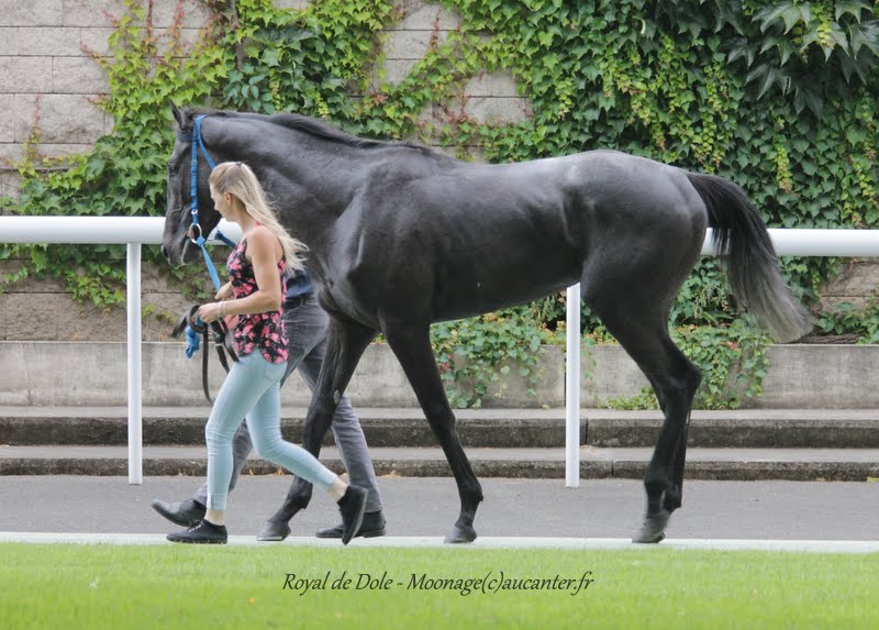 Photos Maisons-Laffitte 5-07-2015 IMG_2170