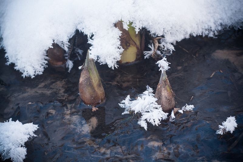 skunk-cabbage-8