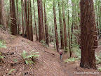 Trails in Forest of Nisene Marks