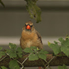 Northern Cardinal (female)