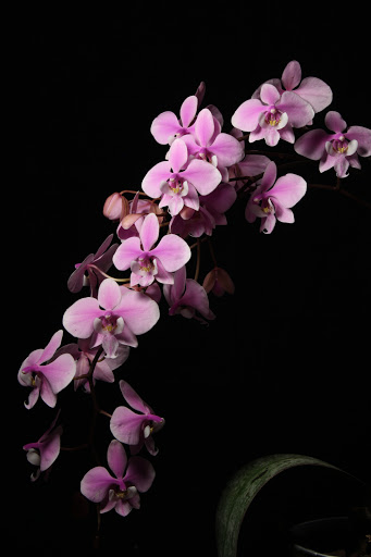 Phalaenopsis schilleriana IMG_5657