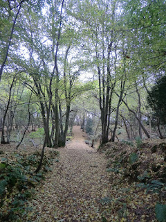 CIMG4753 Woodland path near Freshfield Bridges