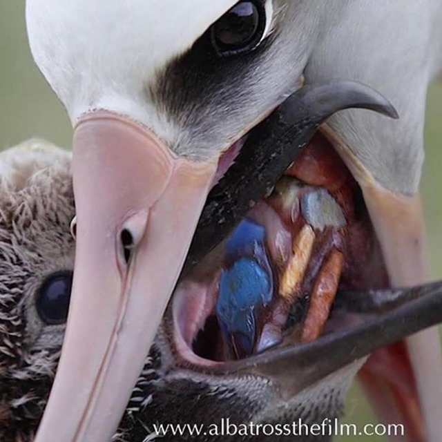 Screenshot from the film, 'Albatross', showing an adult albatross on Midway Atoll feeding a chick plastic waste from the sea. The birds’ carcasses contain stomachs full of plastic, and they die in agony. Photo: Chris Jorden