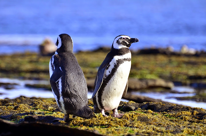 【南極遊輪探索旅遊】麥哲倫企鵝 Magellanic Penguin@福克蘭群島