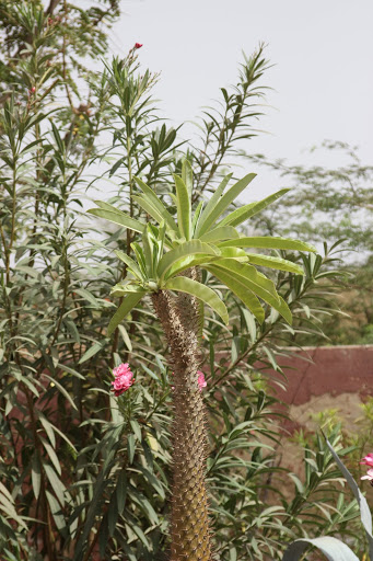 Pachypodium lamerei - Page 2 IMG_0945