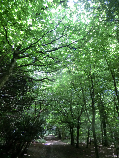 CIMG1152 Dappled sunlight in Box Hill Country Park