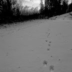 Trails. 22012012-0001.jpg