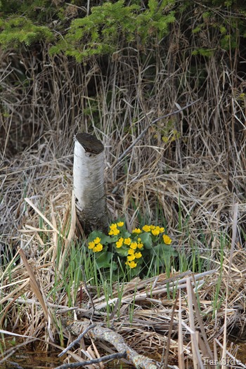 Cowslips two