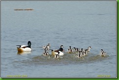 Slimbridge WWT - May