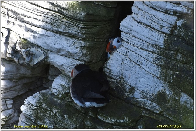 Bempton Cliffs RSPB - April