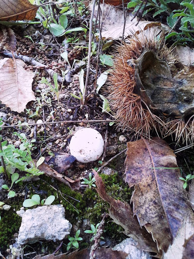 Hard to identify. Probably Lycoperdon (L. pyriforme)