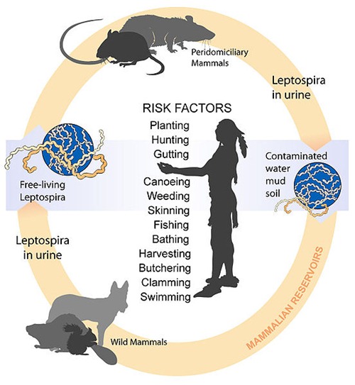 leptospirosis