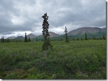 Denali National Park