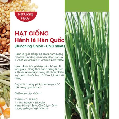 Hạt giống Hành lá Hàn Quốc 697AQ - Chịu nhiệt