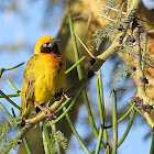 Speke's weaver