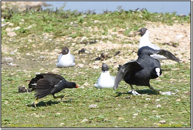 Slimbridge WWT - May