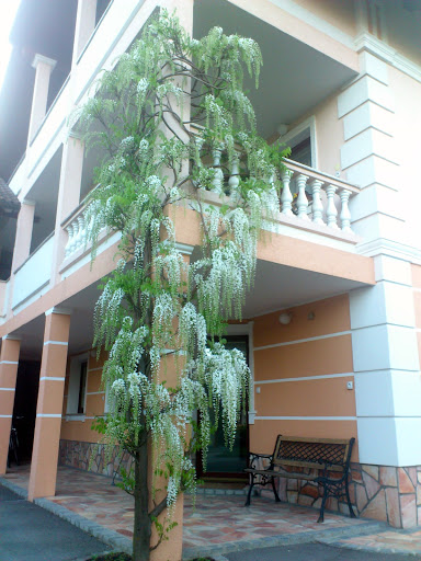 glicinija